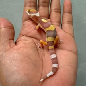 IMG_0561 jual gecko tangerine albino baby murah