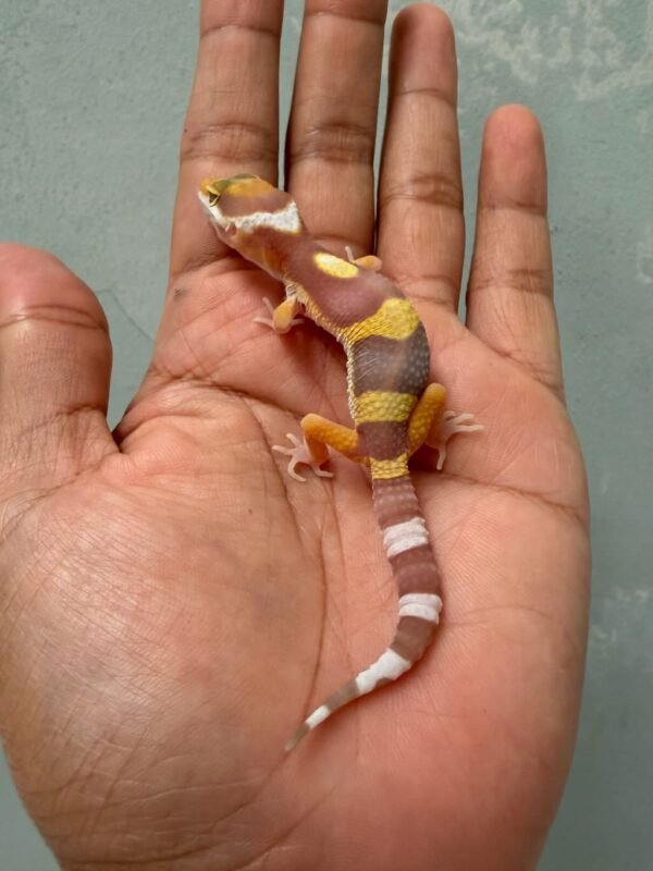 IMG_0561 jual gecko tangerine albino baby murah
