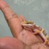 IMG_0562 mata gecko tremper albino
