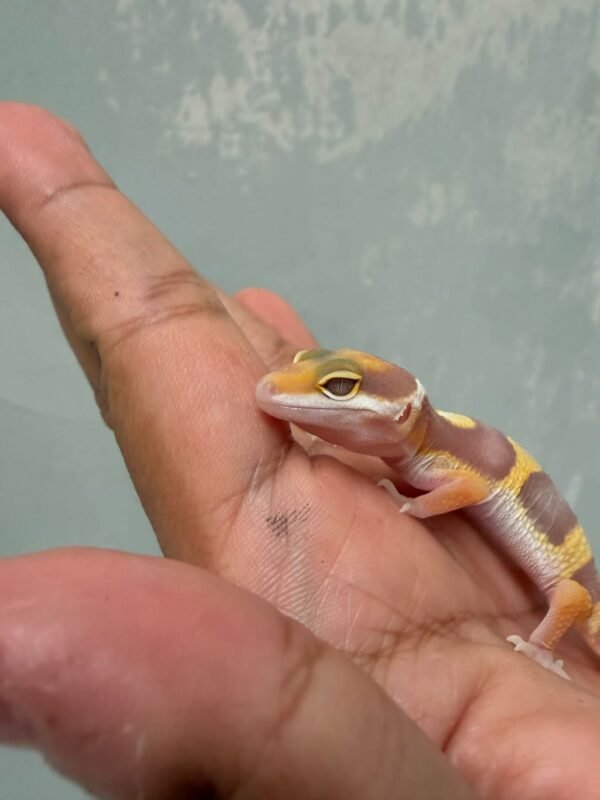 IMG_0562 mata gecko tremper albino