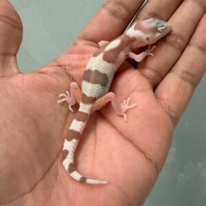 IMG_0564 white & yellow mack snow raptor