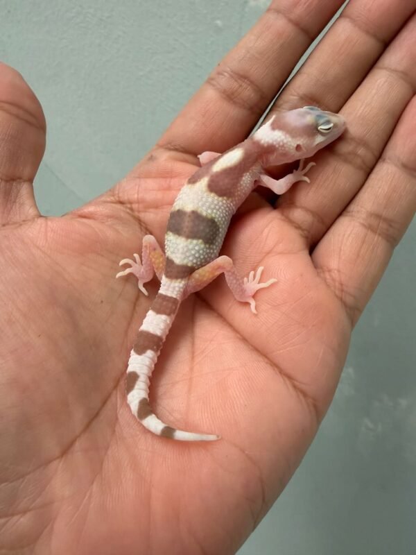 IMG_0564 white & yellow mack snow raptor