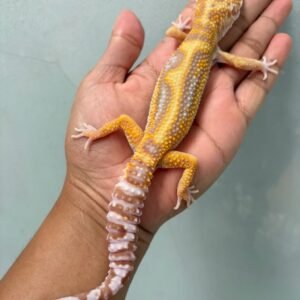 IMG_0566 jual gecko white & yellow tremper stripe jantan adult