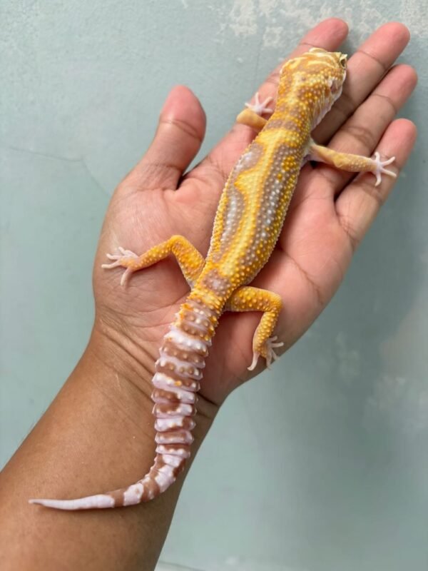 IMG_0566 jual gecko white & yellow tremper stripe jantan adult