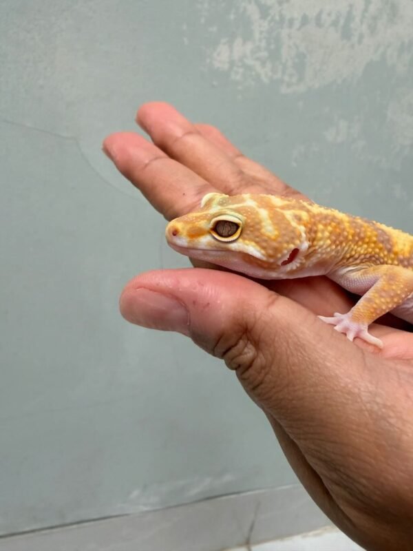 IMG_0567 mata gecko white & yellow tremper stripe