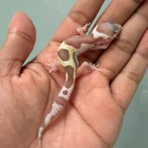 IMG_0569 gecko mack snow raptor baby