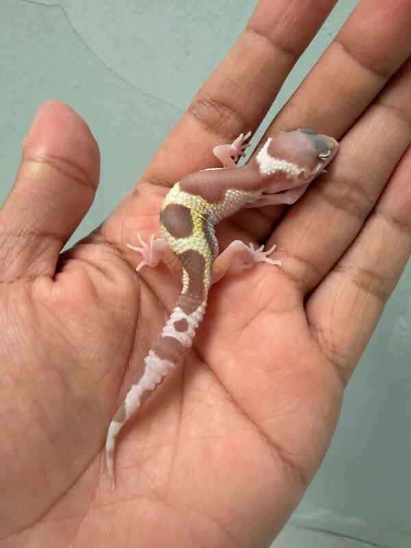 IMG_0569 gecko mack snow raptor baby