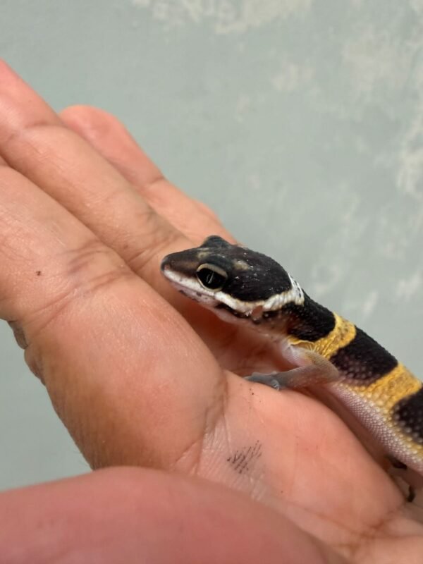 IMG_0572 mata gecko tangerine black night baby