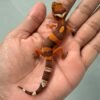IMG_0574 gecko tremper lavender incub jantan baby