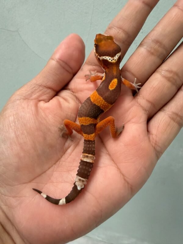 IMG_0574 gecko tremper lavender incub jantan baby