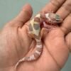 IMG_0577 gecko white & yellow mack snow tremper baby