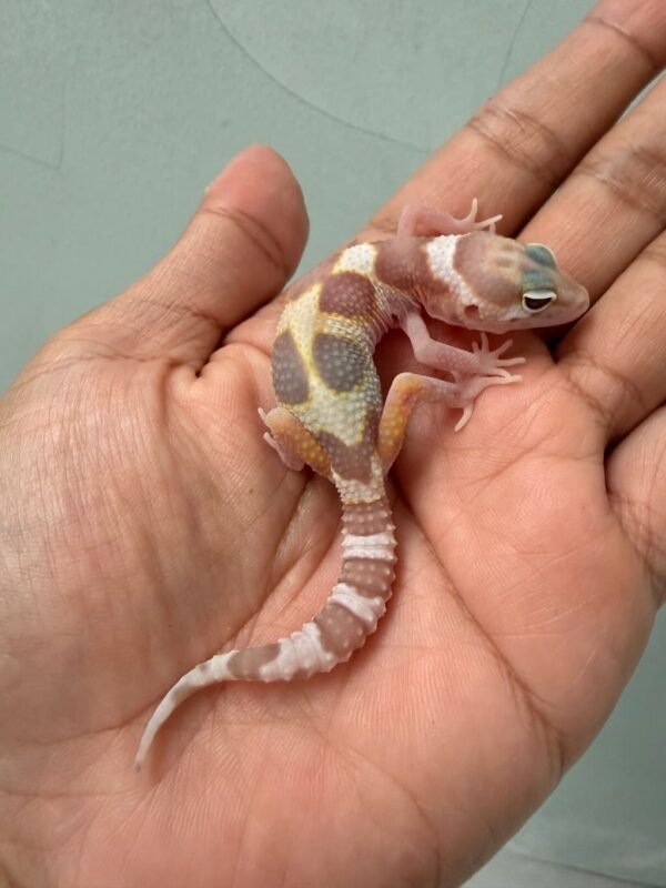 IMG_0577 gecko white & yellow mack snow tremper baby