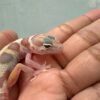 IMG_0578 White & Yellow Mack Snow Tremper - incub Betina - R261006