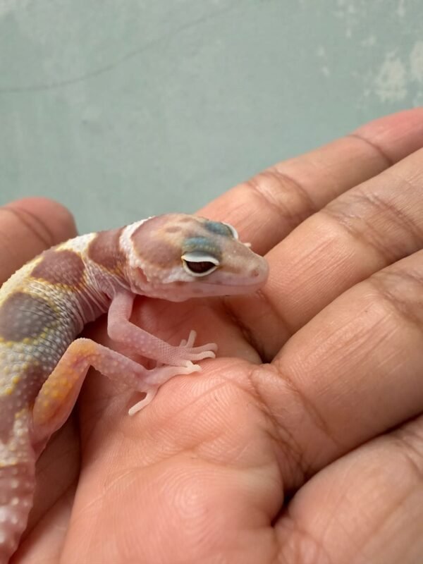 IMG_0578 White & Yellow Mack Snow Tremper - incub Betina - R261006