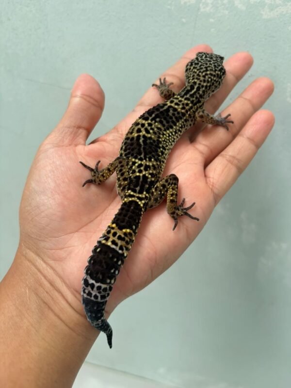 IMG_0580 gecko tangerine black night ph tremper betina