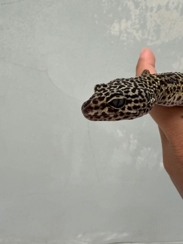IMG_0582 mata gecko tangerine black night