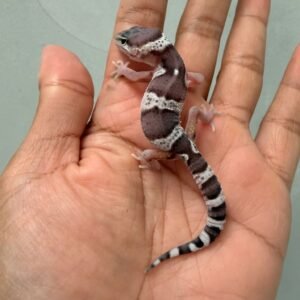 IMG_0584 gecko mack snow black night cross baby