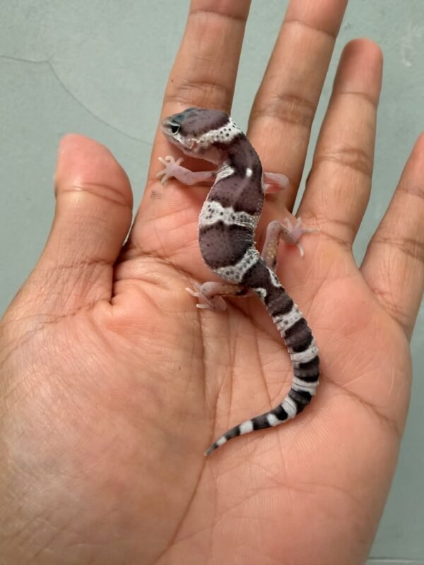 IMG_0584 gecko mack snow black night cross baby