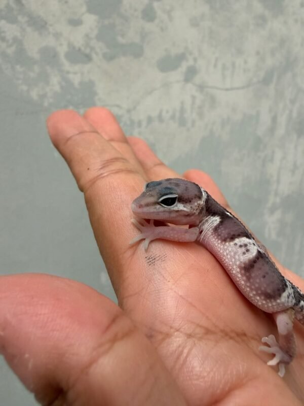 IMG_0585 mata gecko mack snow black night cross