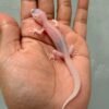 IMG_0587 gecko super raptor het ember baby dijual