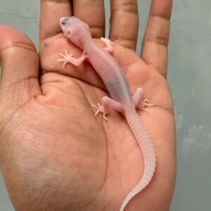 IMG_0587 gecko super raptor het ember baby dijual