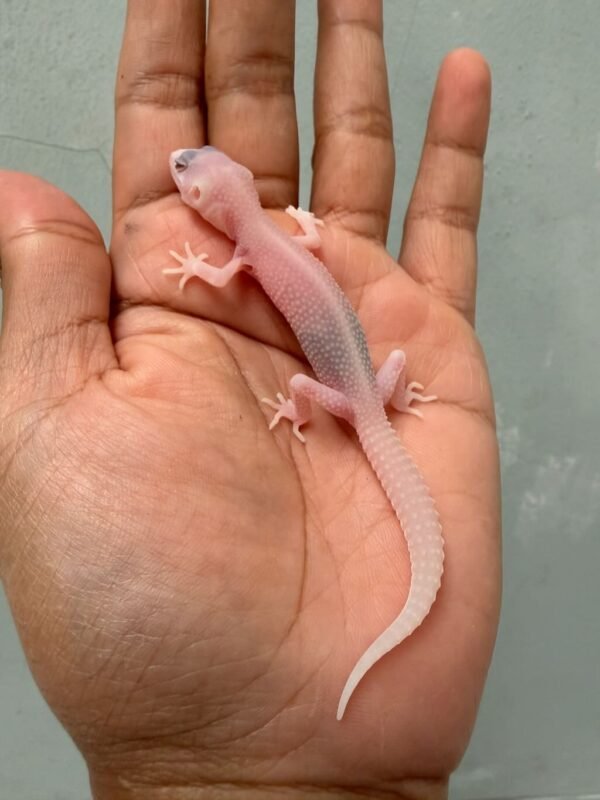 IMG_0587 gecko super raptor het ember baby dijual