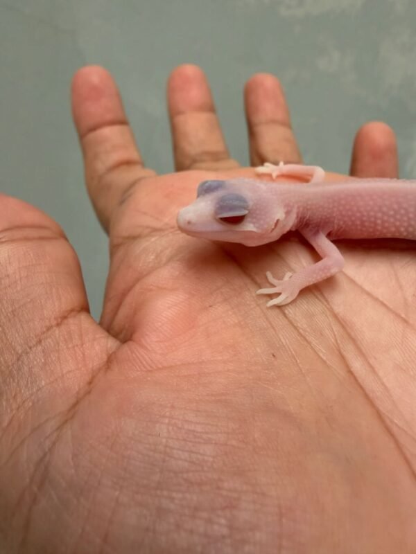 IMG_0590 mata gecko super raptor