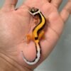 IMG_0592 jual gecko tangerine stripe het bell albino baby
