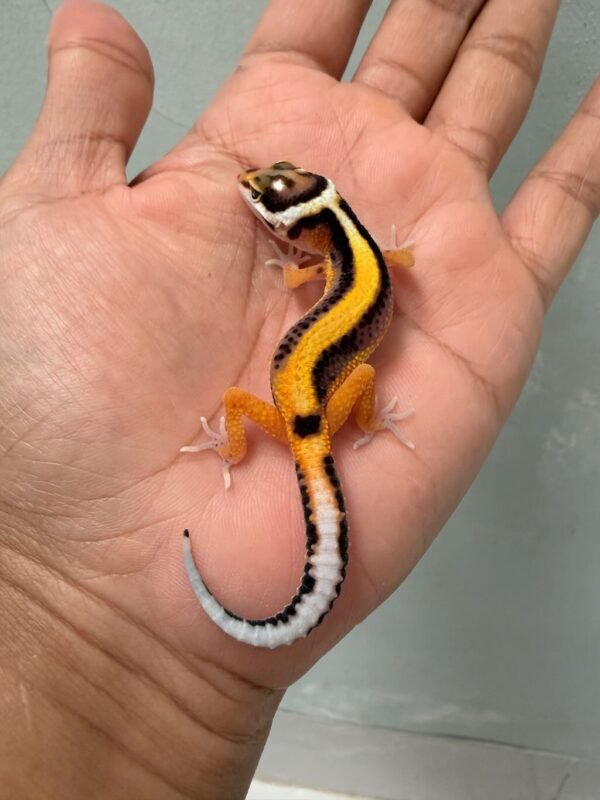 IMG_0592 jual gecko tangerine stripe het bell albino baby