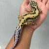 IMG_0596 jual gecko bold stripe ph tremper betina indukan tembus