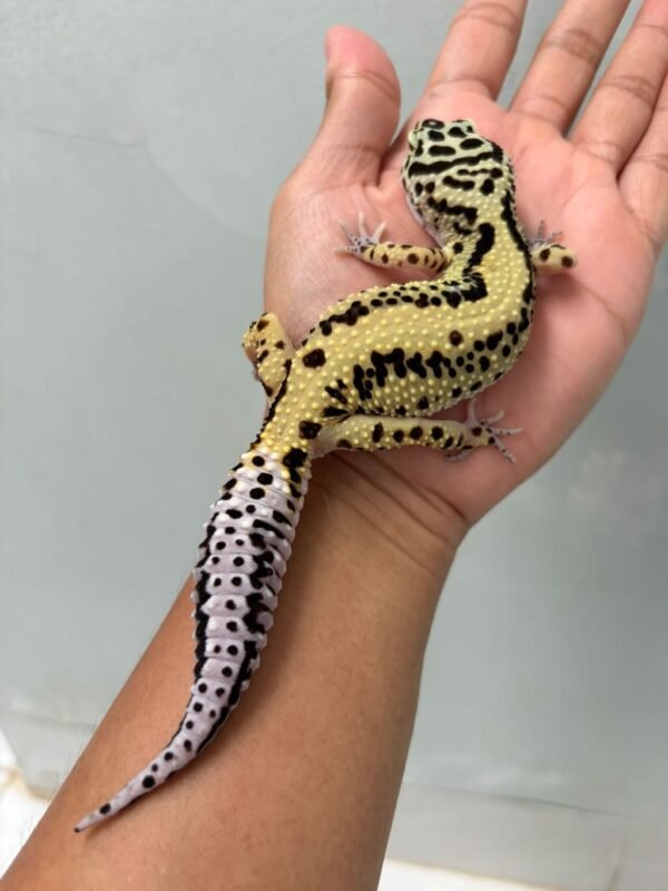 IMG_0596 jual gecko bold stripe ph tremper betina indukan tembus