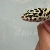 IMG_0597 mata gecko bold stripe tembus