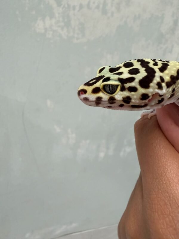 IMG_0597 mata gecko bold stripe tembus