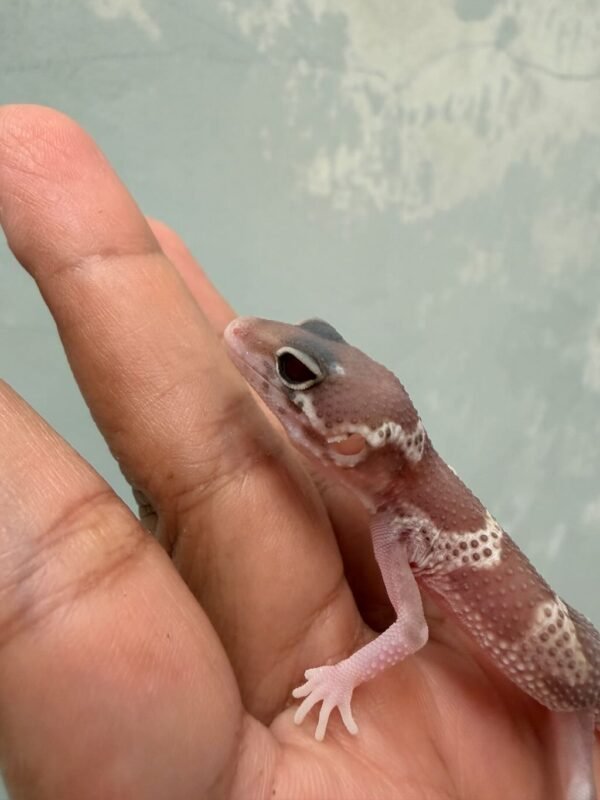IMG_0600 mata gecko mack snow raptor black night cross