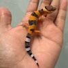 IMG_0602 gecko hypo tangerine black night cross baby
