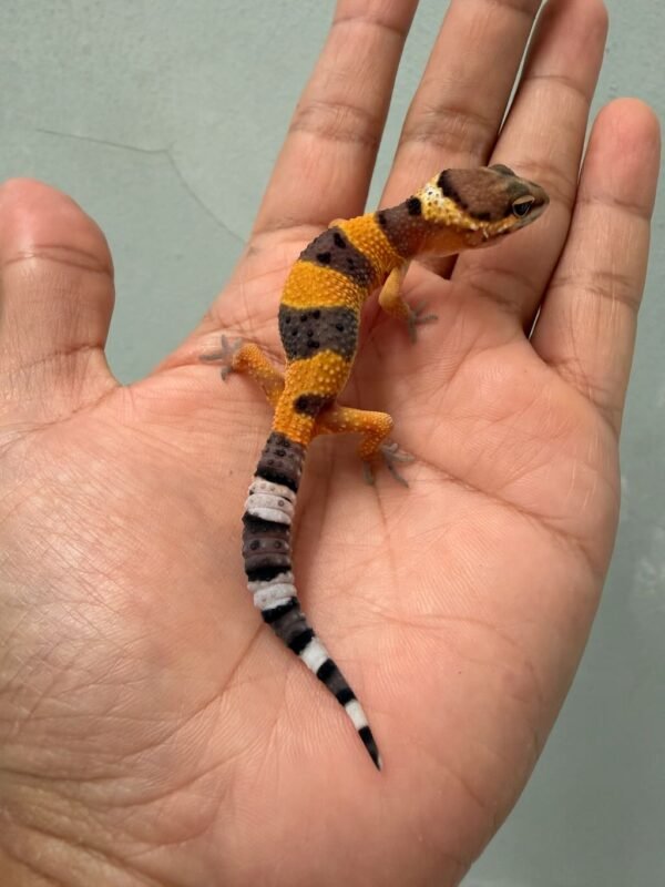 IMG_0602 gecko hypo tangerine black night cross baby
