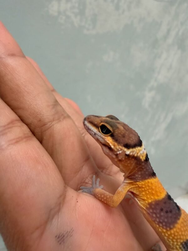 IMG_0603 mata gecko hypo tangerine