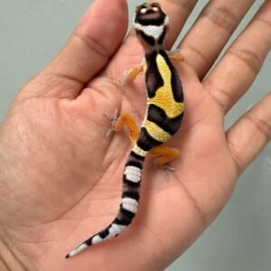 gecko bold jungle bandit line baby