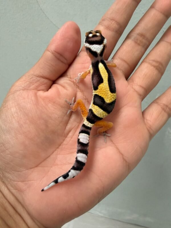 gecko bold jungle bandit line baby