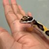 mata gecko bold jungle bandit line
