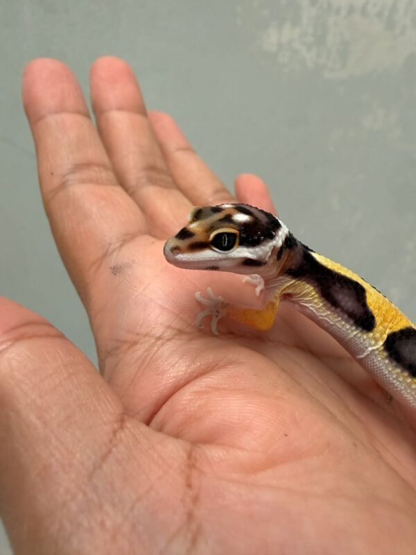 mata gecko bold jungle bandit line