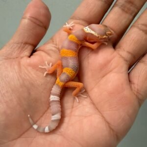 IMG_0608 jual gecko bell lavender incub betina baby