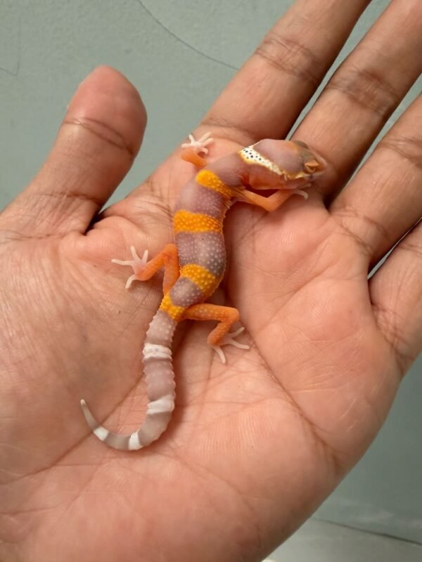IMG_0608 jual gecko bell lavender incub betina baby