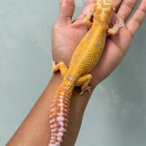 IMG_0610 jual gecko aptor ph raptor jantan adult dewasa siap kawin