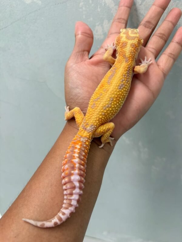 IMG_0610 jual gecko aptor ph raptor jantan adult dewasa siap kawin