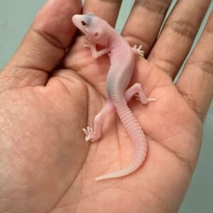 jual gecko super raptor het ember incub betina baby warna putih mata merah