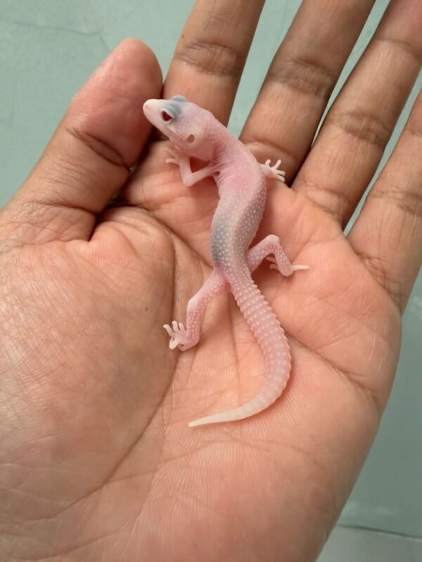 jual gecko super raptor het ember incub betina baby warna putih mata merah