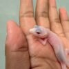 gecko putih mata merah