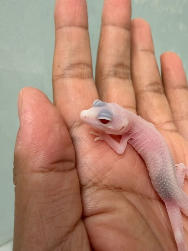 gecko putih mata merah