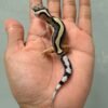 IMG_0616 jual gecko bold stripe poss snow betina